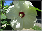 foto Fiori